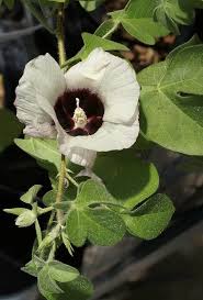 Attēlu rezultāti vaicājumam “Antrodia gossypium”