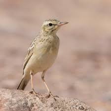 Image result for Anthus campestris