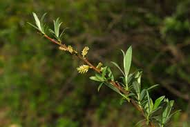 Attēlu rezultāti vaicājumam “Salix x doniana”