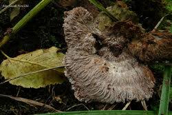 Attēlu rezultāti vaicājumam “Sporophagomyces chrysostomus”