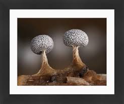 Attēlu rezultāti vaicājumam “Physarum leucophaeum macro”