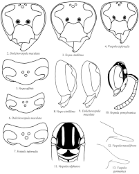 Attēlu rezultāti vaicājumam “Vespula germanica male”