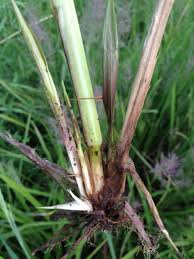 Attēlu rezultāti vaicājumam “Comatricha pulchella stalked”