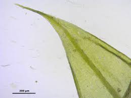 Attēlu rezultāti vaicājumam “Sciuro-hypnum populeum”