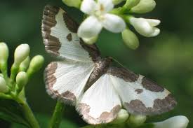 Attēlu rezultāti vaicājumam “Lomaspilis marginata”