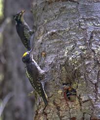 Attēlu rezultāti vaicājumam “Picoides tridactylus adult”