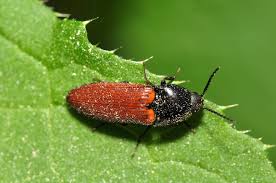 Attēlu rezultāti vaicājumam “Ampedus sp.”