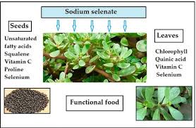 Attēlu rezultāti vaicājumam “Portulaca oleracea leaf”