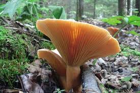 Attēlu rezultāti vaicājumam “Lactarius deliciosus”