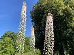 Image result for Steppenkerze