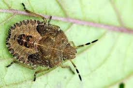 Attēlu rezultāti vaicājumam “Rhynocoris annulatus nymph”