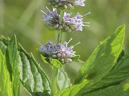 Attēlu rezultāti vaicājumam “Mentha spicata flower”