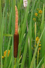 Attēlu rezultāti vaicājumam “Typha latifolia”