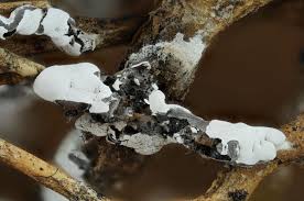 Attēlu rezultāti vaicājumam “Diderma subincarnatum spores”