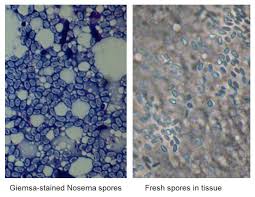 Attēlu rezultāti vaicājumam “Dianema depressum spores”