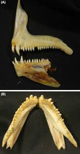 Image result for Dentex dentex