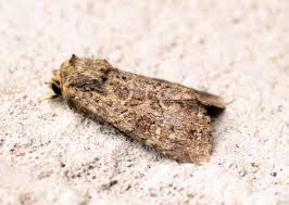 Attēlu rezultāti vaicājumam “Apamea remissa”