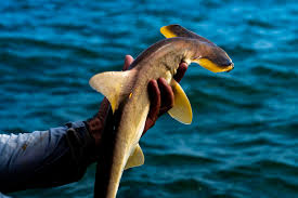 Image result for Sphyrna corona