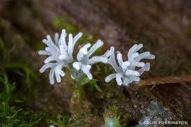 Attēlu rezultāti vaicājumam “Ceratiomyxa fruticulosa plasmodium”