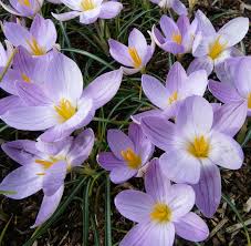 Attēlu rezultāti vaicājumam “Crocus vernus subsp. vernus”