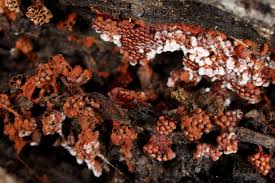 Attēlu rezultāti vaicājumam “Metatrichia vesparia”