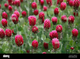 Image result for Trifolium incarnatum