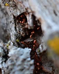 Attēlu rezultāti vaicājumam “Lycogala botrydium young”