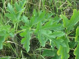 Attēlu rezultāti vaicājumam “Heracleum sphondylium subsp. sibiricum fruit”