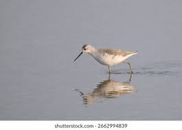 Attēlu rezultāti vaicājumam “Tringa stagnatilis”