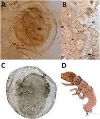 Attēlu rezultāti vaicājumam “Trichoptera egg mass”