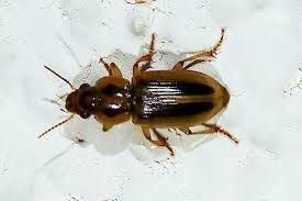 Attēlu rezultāti vaicājumam “Acupalpus flavicollis”