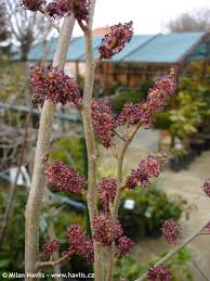 Attēlu rezultāti vaicājumam “Ulmus x hollandica”