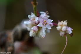 Attēlu rezultāti vaicājumam “Cuscuta epithymum subsp. trifolii flower”