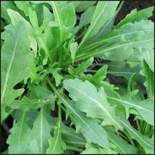 Attēlu rezultāti vaicājumam “Diplotaxis tenuifolia leaf”