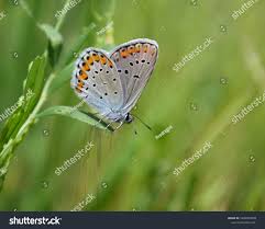Attēlu rezultāti vaicājumam “Plebejus argyrognomon”