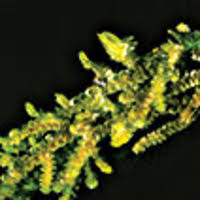 Attēlu rezultāti vaicājumam “Cephalozia loitlesbergeri”