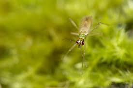 Attēlu rezultāti vaicājumam “Dicyphus sp.”