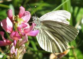 Attēlu rezultāti vaicājumam “Pieris napi underside”