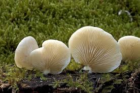 Attēlu rezultāti vaicājumam “Crepidotus applanatus”