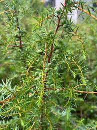 Attēlu rezultāti vaicājumam “Juniperus communis”