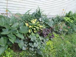 Attēlu rezultāti vaicājumam “Geranium pratense bud”