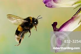 Attēlu rezultāti vaicājumam “Bombus terrestris”