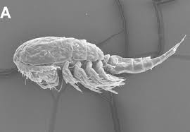 Attēlu rezultāti vaicājumam “Copepoda”