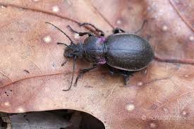 Attēlu rezultāti vaicājumam “Cychrus caraboides”