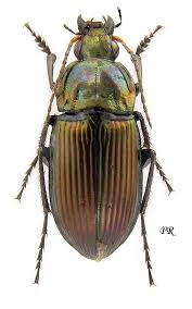 Attēlu rezultāti vaicājumam “Poecilus cupreus”