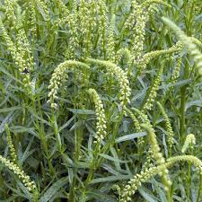 Image result for Reseda luteola