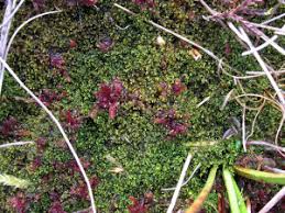 Attēlu rezultāti vaicājumam “Kurzia pauciflora”