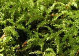 Attēlu rezultāti vaicājumam “Rhytidiadelphus subpinnatus”