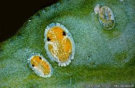 Attēlu rezultāti vaicājumam “Trioza dispar nymph”