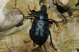 Attēlu rezultāti vaicājumam “Gnorimus variabilis”